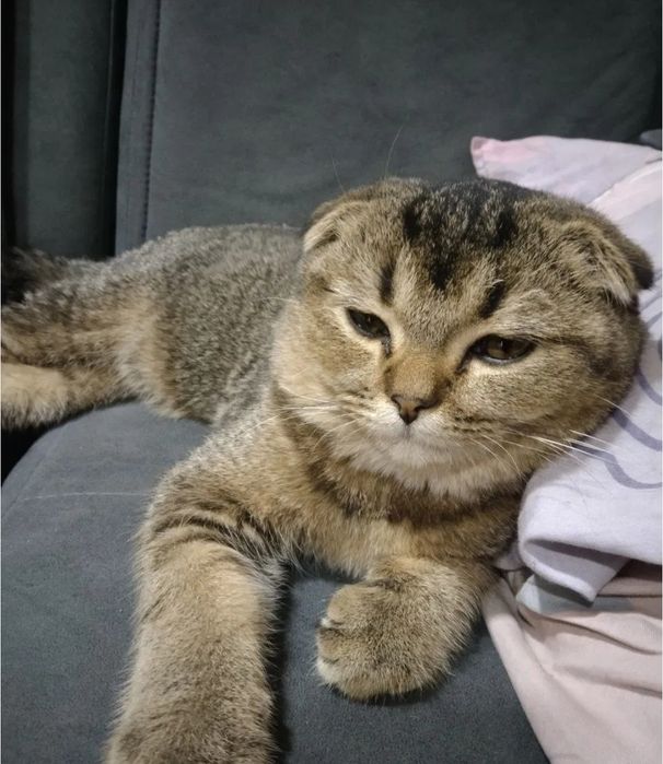 Мальчики золотые шиншиллы, привитые 4 мес