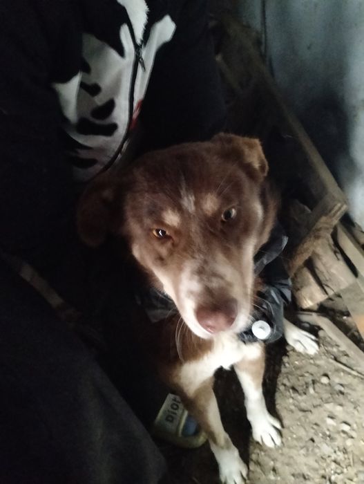 Девочка ищет дом