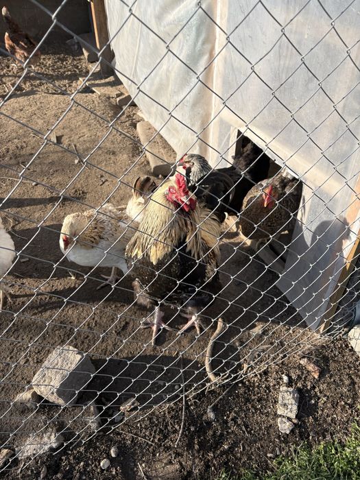 катунски петлета