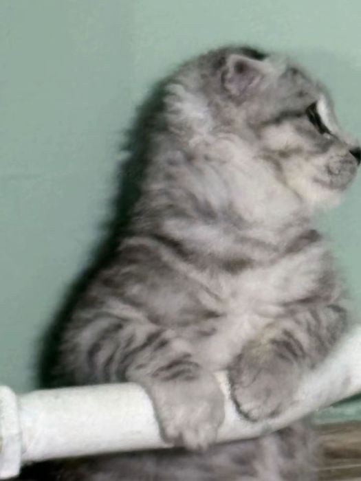 Шотланский веслоухии кот