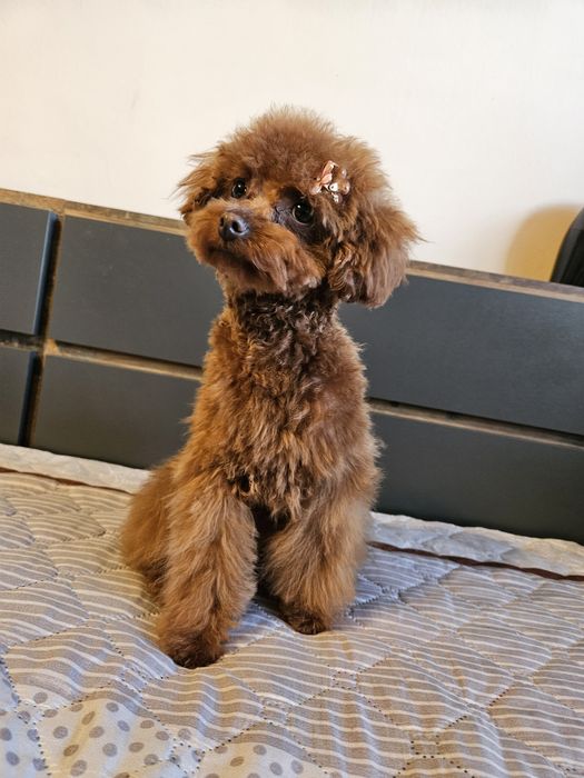 Той Пуделчета момиченца на 6 и на 7 месеца червени