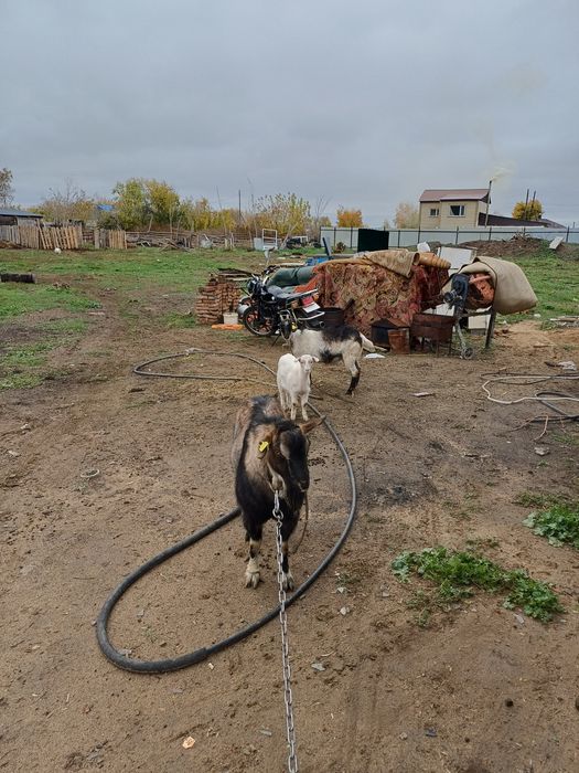 Продам семью козёл казаз казльенок