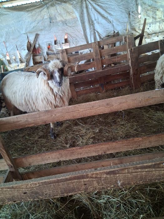 Vând berbeci  brezi