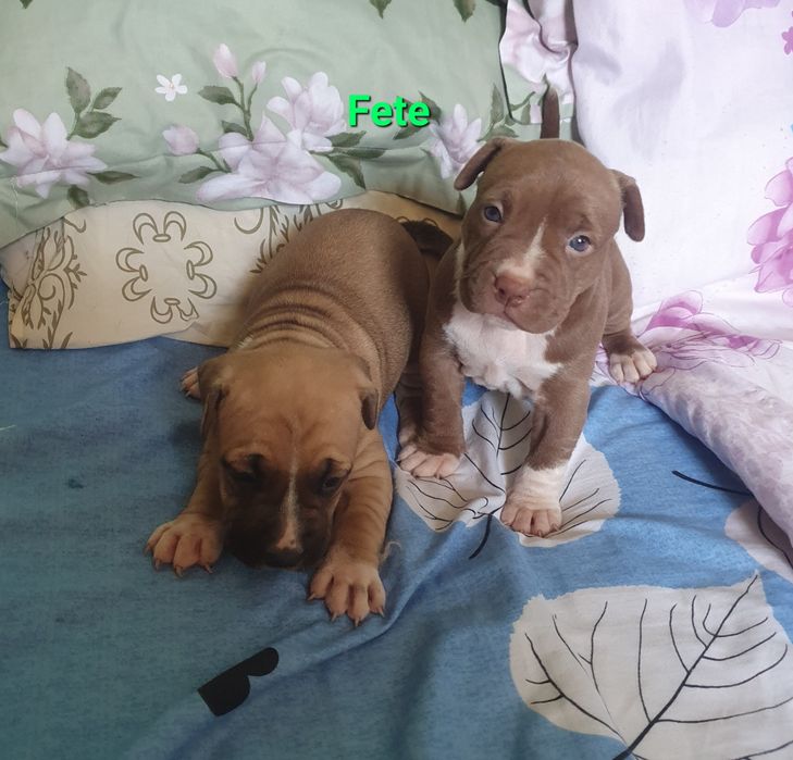 Amstaff pui dragalasi doar aici
