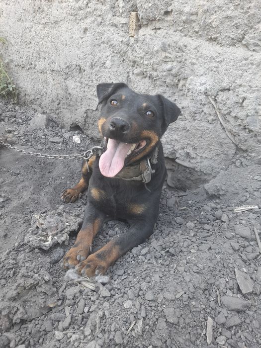 Вязка Ягдтерьерь