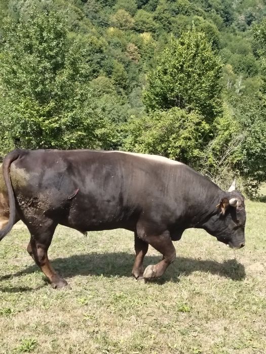 Taur  de vânzare