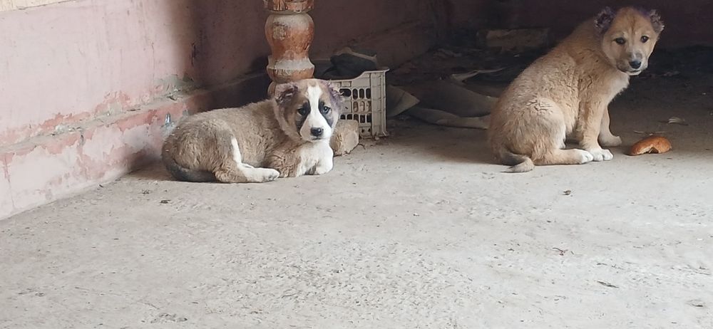 Алабай чупон ит болалари сотилади