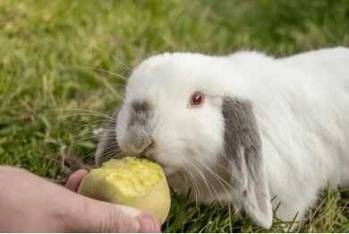 Продава Мини зайчета, Морски свинчета, Хамстери, Мишки, Дегу, Чинчила