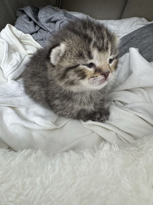 Британский котёнок.