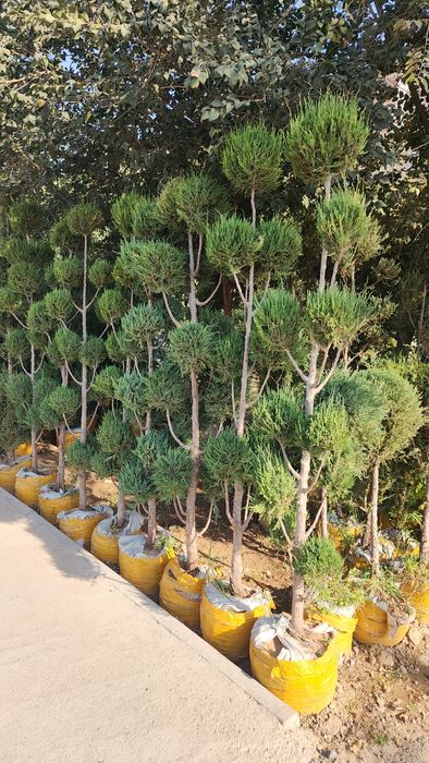 Газон Газон Газон