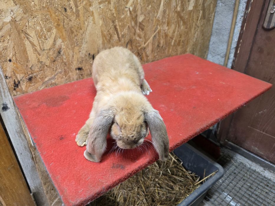 Iepuri berbec german