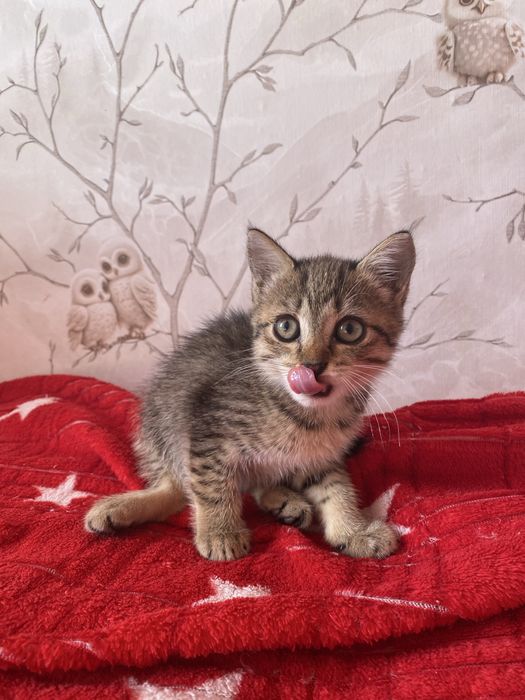 СРОЧНО котята ищут добрые руки