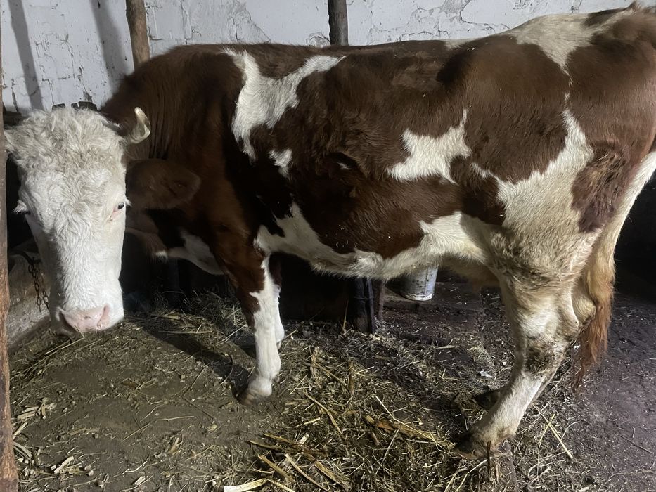 Vaca gestanta in 7 luni, 7 ani are, inca se mulge