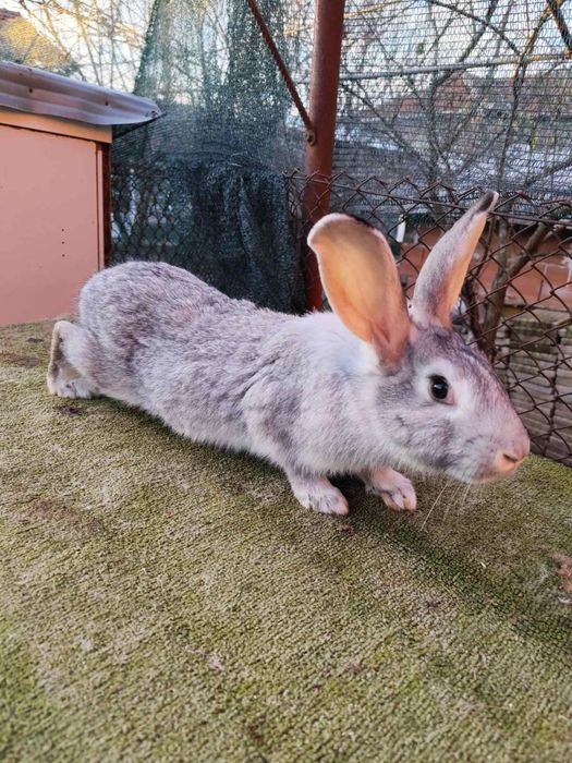 Продавам зайци и заешко месо