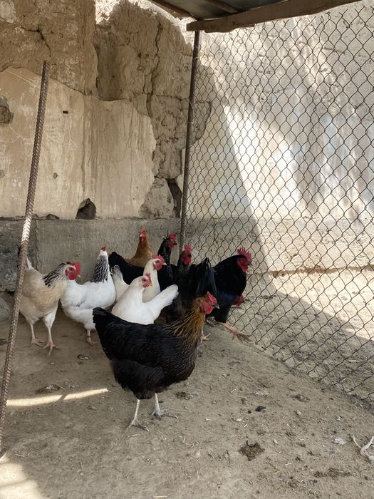 Тауықтар сатылады