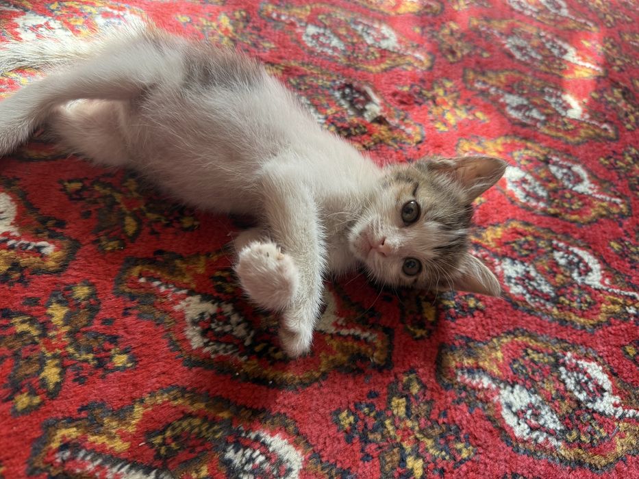 Mushu bolasi hadiyaga beriladi yaxshi insonlaga