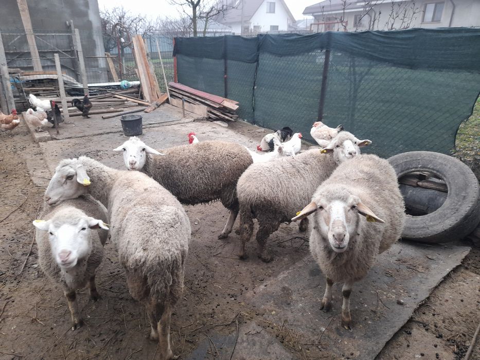 Oi gestație de vânzare