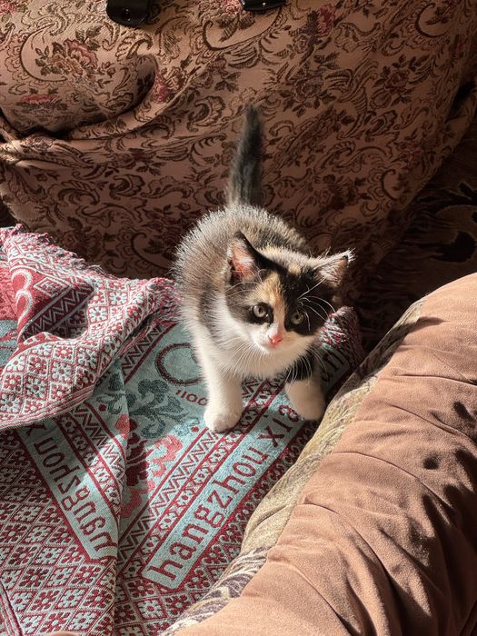 Отдам котенка девочка