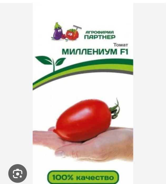 Продам рассаду помидоры джекпот