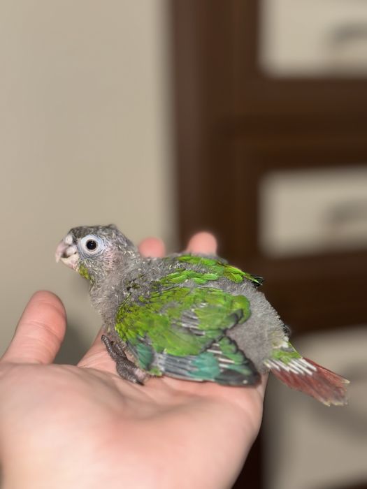 Продается выкормыш попугая пируры