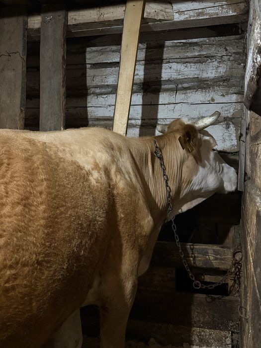 Vaca de vanzare