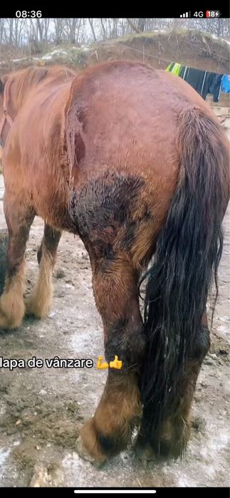 Iapa de 6 ani de vanzare