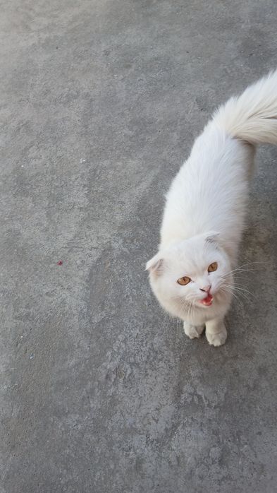 Mushuk kafolat bilan