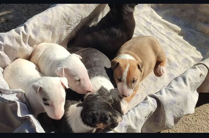 Щенки Бультерьера