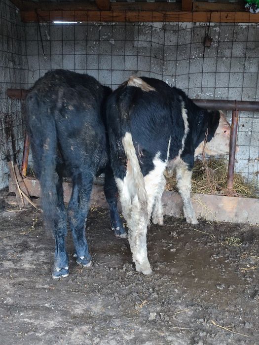 Vând 2 tăurași buni