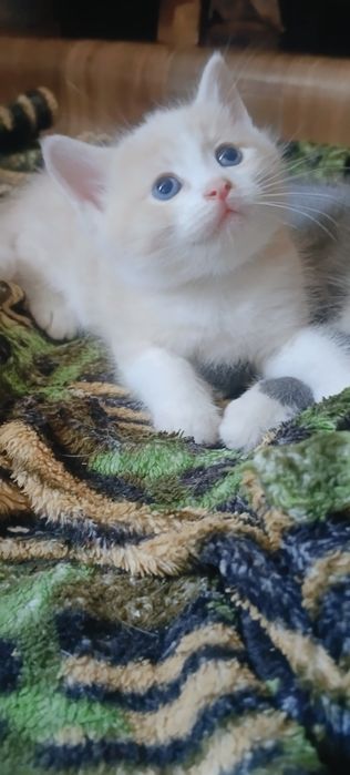 Отдам котят в ответственные и  добрые руки