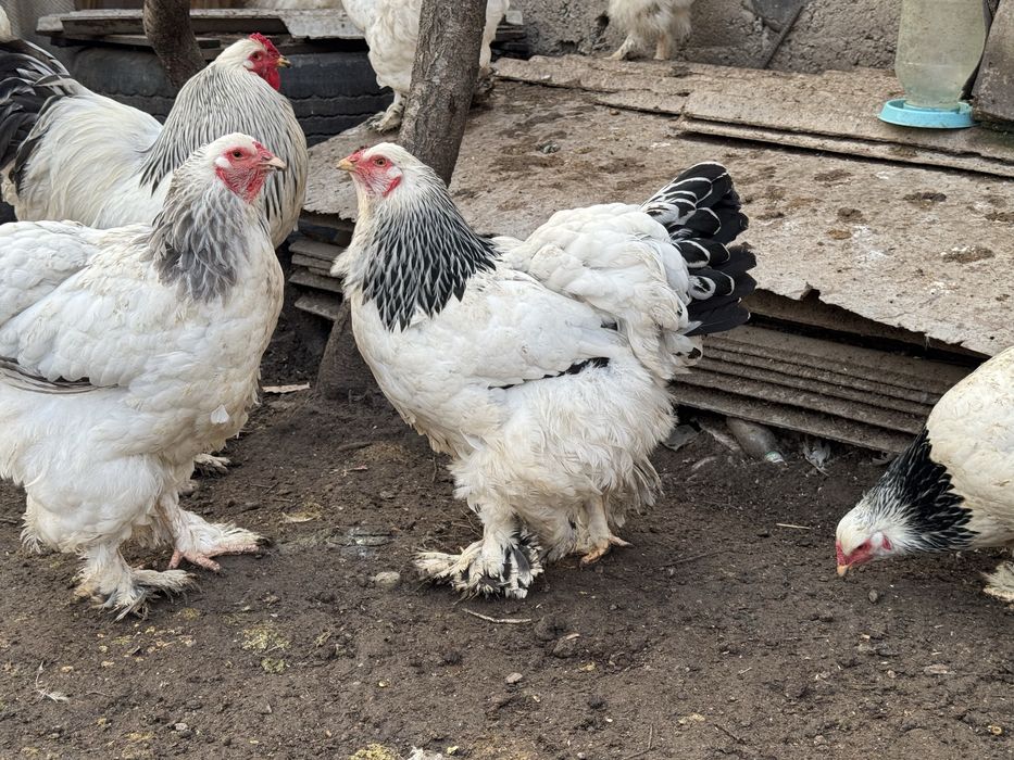 Петухи и куры брама