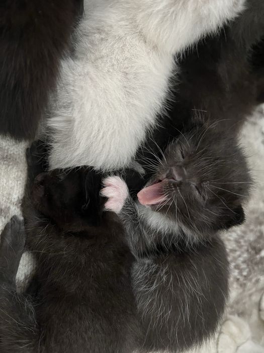 Отдам котяток в добрые ручки