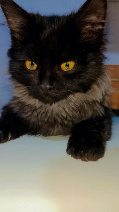 Шикарный котёнок