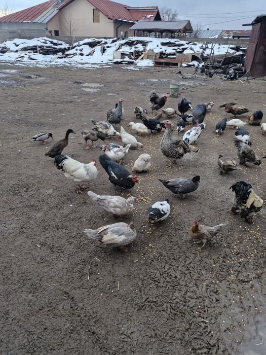 Vând rațe tinere de prasira sau de tăiat
Rățoi 100lei buc 4-5 kg
Rațe