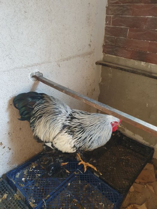 Vand cocos brahma herminat Inchis. Sau schimb pe gaini de aceiași rasa