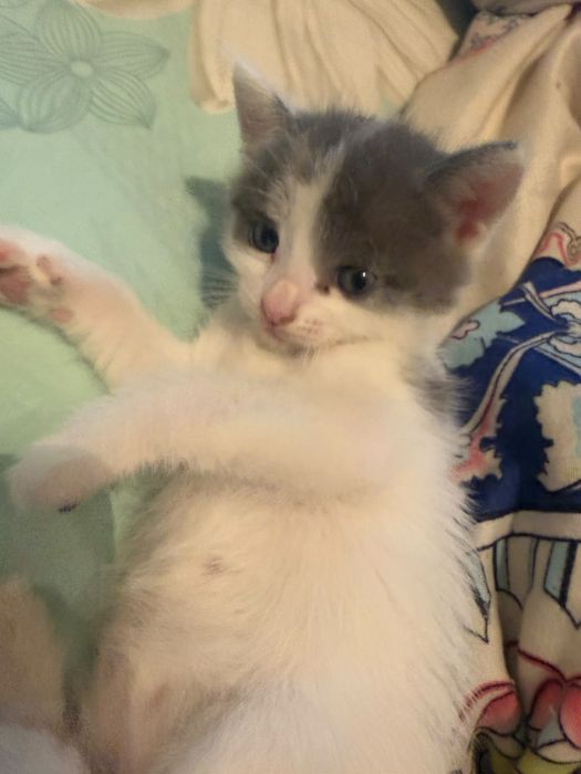 Котёнки в добрые руки