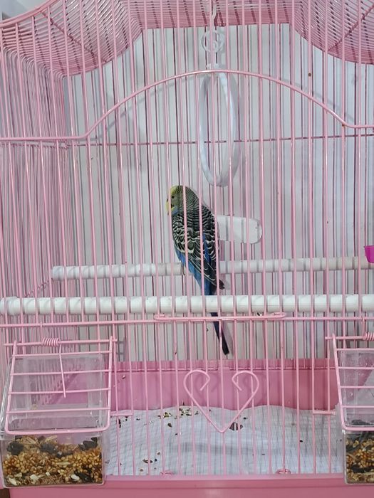 Попугай с клеткой