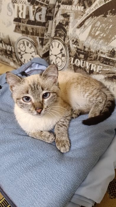 Кошечка /////В добрые Руки//////