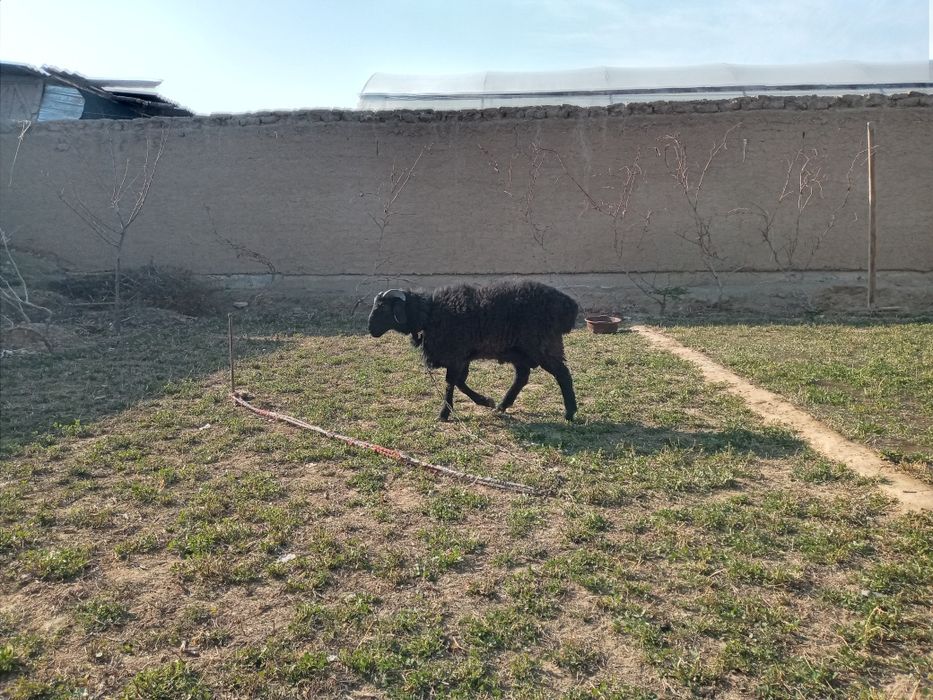 Sotiladi kuchqor zotli o'sishi juda tez