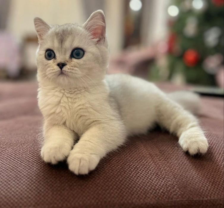 Британские девочки и мальчики