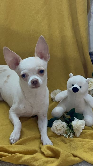 Вязка (сотилмайди не продается!)