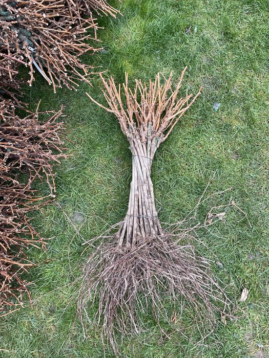 Butasi vita de vie altoiti