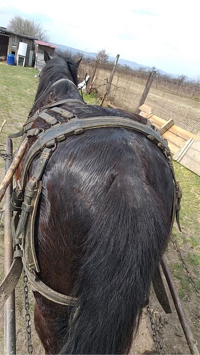 Vand cal  de padure.