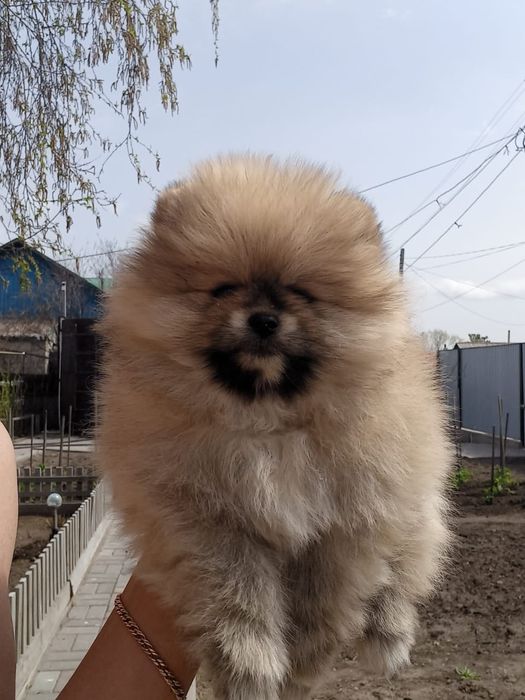 Продам щенков шпица.