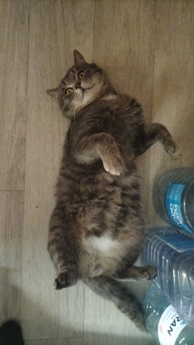 Отдам кота бесплатно