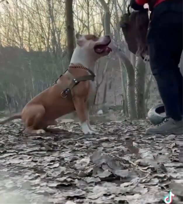 Кобель стафф для вязки