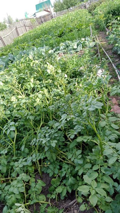 Продам     дачу.