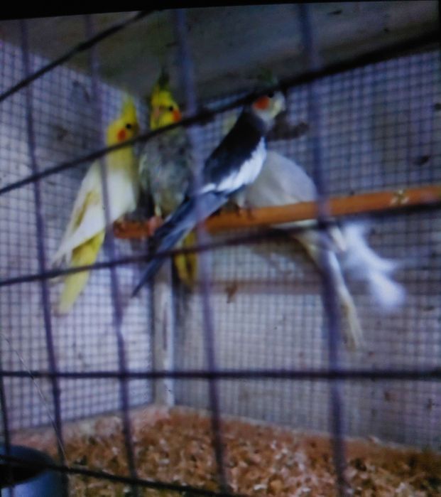ПОПУГАИ,Клетки , корма