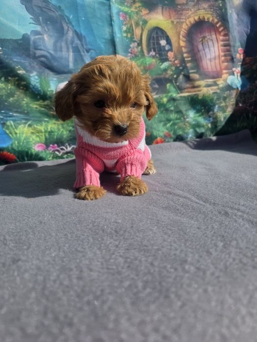 Малтипу момче и момиче