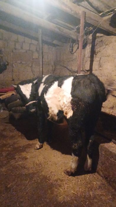 1жасар бычок сатылады